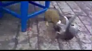 Смертельная схватка