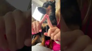 She SLAYED this! #chorkie #slay#dance#whatitis #dog #clover #dancesong #puppy #chihuahua #dancemusic