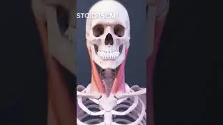 The Sternocleidomastoid Muscle (SCM)