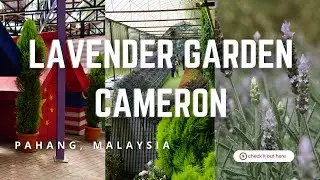 Lavender Garden Cameron Highland Malaysia | Walking Tour in 4K