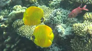 The Red Sea, peace and beauty. 1080p FHD