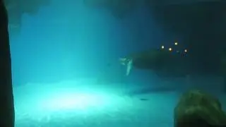 Морж уплывает в бассейне North Pole Encounter, Ocean Park, Гонконг. 2017