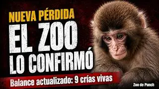Punch Zoo just announced another LOSS And the numbers have changed!