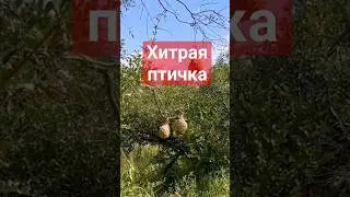 Защита от змеи#птицы #змеи #birds #певчиептицы #finch #природа #интересно #nature #goldfinch #синица