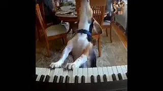 I'm a talented pianist 🎹😍