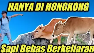 SHING MUN RESERVOIR TSUEN WAN || EXPLORE HONGKONG