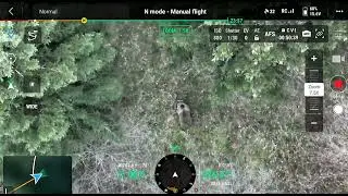 Pozorovanie medveďa z dronu 31.3.