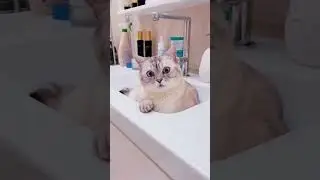 Почему котик умывается после вас.