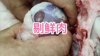 剔鲜肉