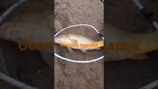 огромныйсазан.