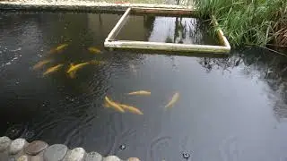 Советы для начинающих рыбоводов