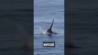 Акула напала на крупного морского льва, но сама стала жертвой