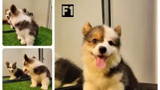 CUTEST CORGI DOGS:Please Be My Parents 