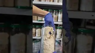 Ежовик Гребенчатый / Ежевик Гребенчатый / Дедова борода / Львиная Грива/ Герициум/