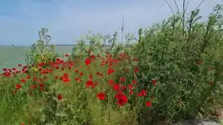 Lacul Techirgiol înconjurat de maci