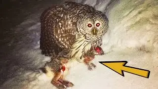 20 SHOCKING Nocturnal Predators