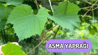 ASMA YAPRAKLI BİR GÜN ✔️ASMA YAPRAKLARINI HEMEN  NASIL DEĞERLENDİRDİM 👌👍💯GÜNLÜK VLOG