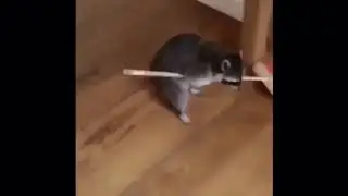 tom nook irl