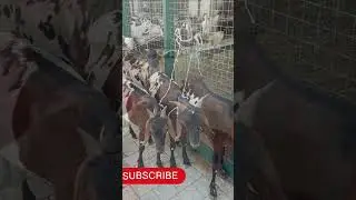 Eid Ul Azha Mubarak