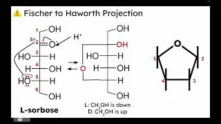 PRACTICE: Naming Carbohydrates | Fischer Projection to Haworth Projection
