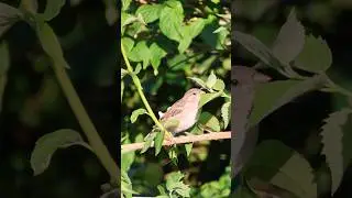 Mājas zvirbulis / The house sparrow (Passer domesticus) ✨️ #nature #birds