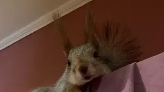 Как появился Чип в моей Жизни😎
