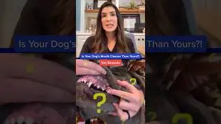 Is Your Dog Mouth Cleaner Than Yours?! Vet Reveals 🤯🐶 #shorts
