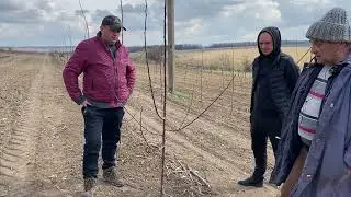 Как обрезать сливу после посадки в сад.