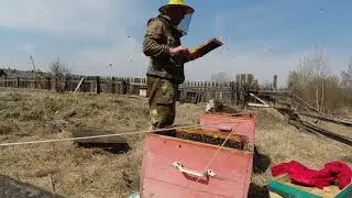ПЕРЕСАДКА ПЧЁЛ В НОВЫЙ УЛИЙ(ДОМИК)