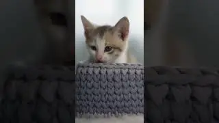 Little cute cat | Kitten | Cute cat