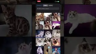 Cats как получить дополнительные токены и заработать 1000 долларов