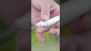 THIS IS WHY we use these LURES! 
