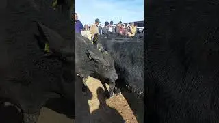 ANGUSI