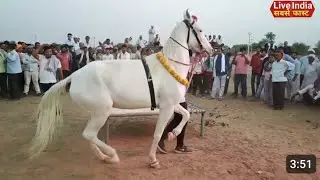 परफ्यूम लगाव चुन्नी पर डांस करना अब घोड़ी को भी डांस पसंद है |dancing hourse |Dancing Animals 0001