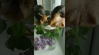 Family Snails 😍