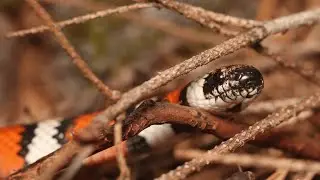 Scales and Tails: Reptiles and Amphibians of the Bay Area