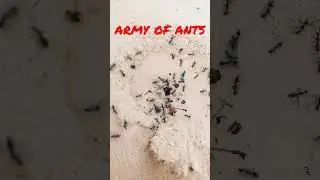 army of ants