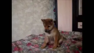 ИОШИКО и ИОШШИ