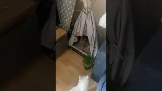 Как прекрасен этот кот! #cat #смешныеживотные #catlover #юмор #kitten