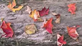 Piano Trio (First Movement: 