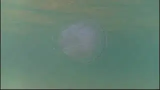 Большая медуза в черном море