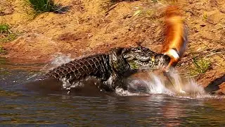 MONSTER NILE CROCODILE and SECOND CROCODILE TAKEDOWN IMPALA, Sabie River, Kruger National Park