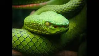 Scary Snake Pop Up 2
