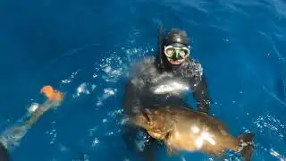 Kıbrıs Zıpkınla Balık Avları ( Cyprus Spearfishing ) Mottled Grouper-Lahos-Şeytan 3.900kg-5.200kg.
