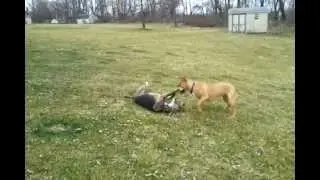 Trinity and Nokota playing in the yard