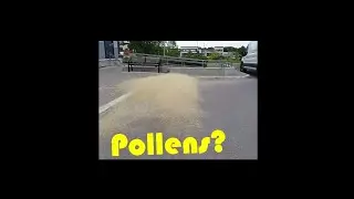 Million of Pollen Stucked on the ground