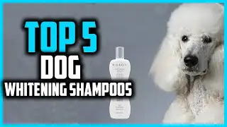 ✅Top 5 Best Dog Whitening Shampoos For Bright in 2024