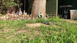 Live squirrel and birds feeding with adelesexyuk