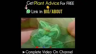 How to Identify Spider Mites Attack on a Plant?