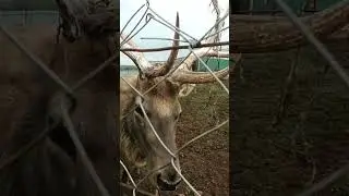 Животные